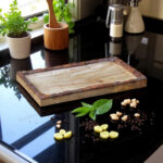 Mango Wood Platter Serving Tray – 15x9 Inch with Rustic Bakkal Chhal Finish